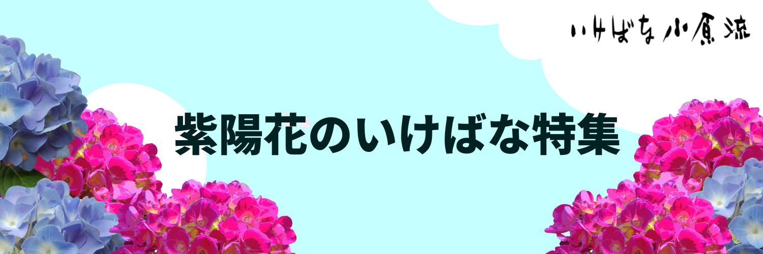 特集 紫陽花のいけばな いけばな小原流